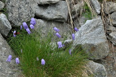 Campanula excisa
