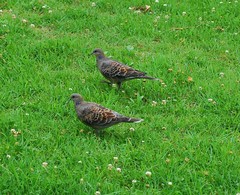 Streptopelia orientalis