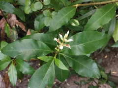 Acanthus ilicifolius