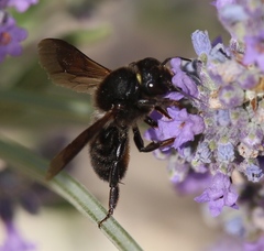 Megachile parietina
