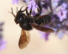 Megachile parietina