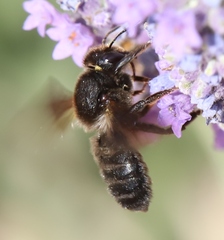Megachile parietina