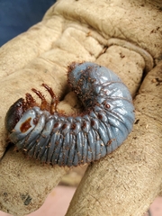Dynastes tityus