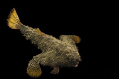 Ogcocephalus cubifrons