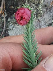 Erica glauca elegans