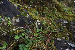 Pyrola morrisonensis