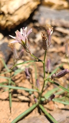 Stephanomeria lactucina