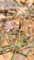 Stephanomeria lactucina