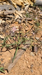 Stephanomeria lactucina