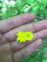 Pilosella caespitosa