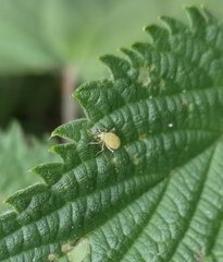 Liocoris tripustulatus