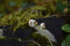 Pyrola morrisonensis