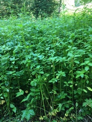 Impatiens glandulifera