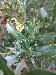Columellia