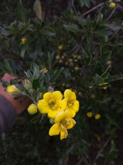 Columellia