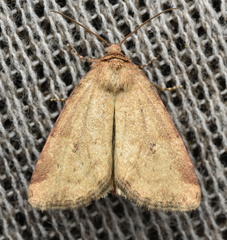 Photedes minima