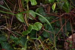 Pyrola morrisonensis