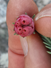 Erica glauca elegans