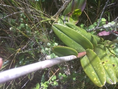 Epidendrum jamiesonis