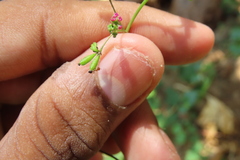 Trichomyrmex destructor