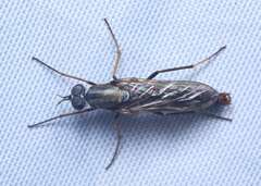 Procyclotelus elegans