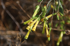 Nicotiana glauca