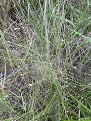 Eleocharis tuberculosa