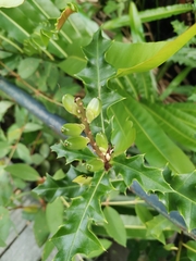 Acanthus ilicifolius