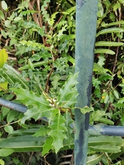 Acanthus ilicifolius