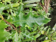 Acanthus ilicifolius
