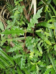 Acanthus ilicifolius