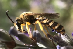 Halictus scabiosae