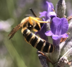 Halictus scabiosae
