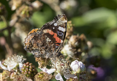 Vanessa atalanta