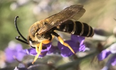 Halictus scabiosae