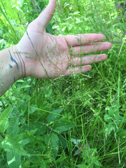 Poa palustris