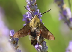 Hemaris croatica