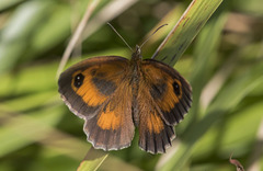 Pyronia tithonus
