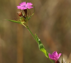 Dianthus balbisii liburnicus