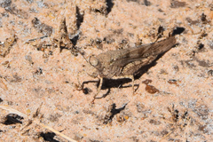 Trimerotropis maritima