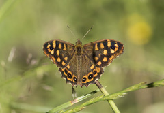Pararge aegeria