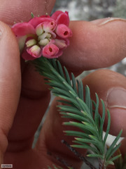 Erica glauca elegans