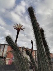 Nyctocereus serpentinus