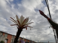 Nyctocereus serpentinus