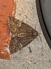 Lepidoptera