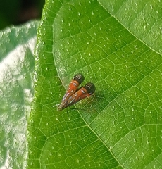 Tricyanaula aurantiaca