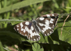 Melanargia galathea