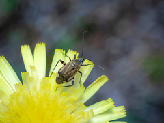 Closterotomus vicinus