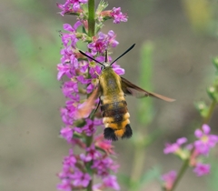 Hemaris affinis