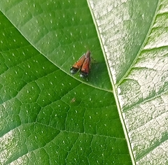 Tricyanaula aurantiaca